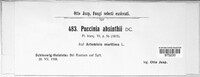 Puccinia absinthii image